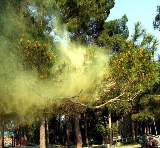 Tamarioni Ξενοδοχείο Borjomi Εξωτερικό φωτογραφία